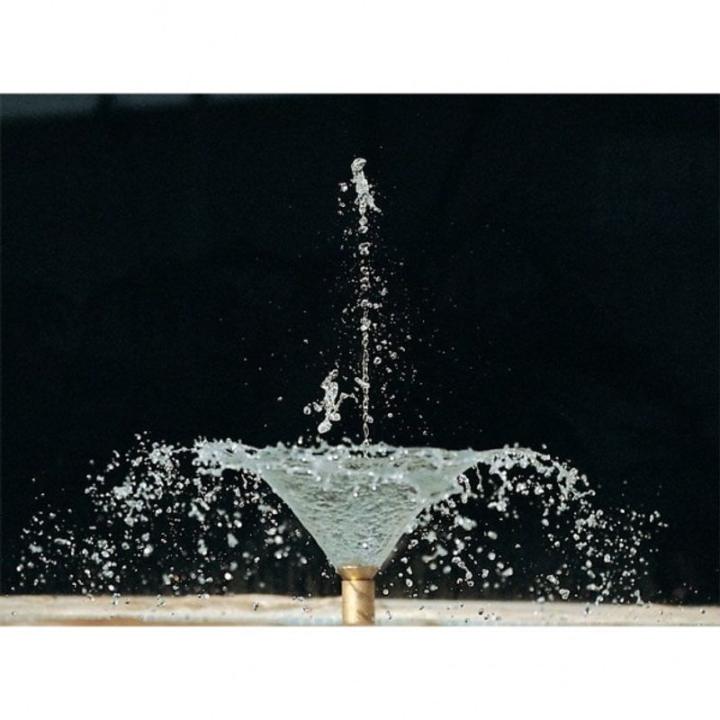 Arum Lily  Jet | Fontenedyse